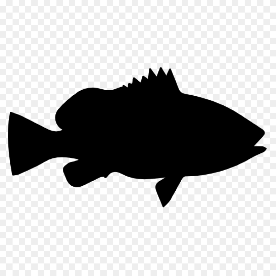 Bass Fish Coloring Pages Fish Bass 