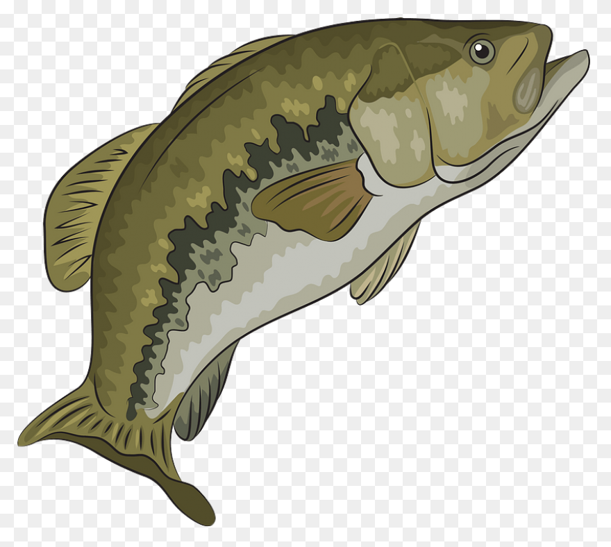 Bass Fish Coloring Pages Fish Bass 