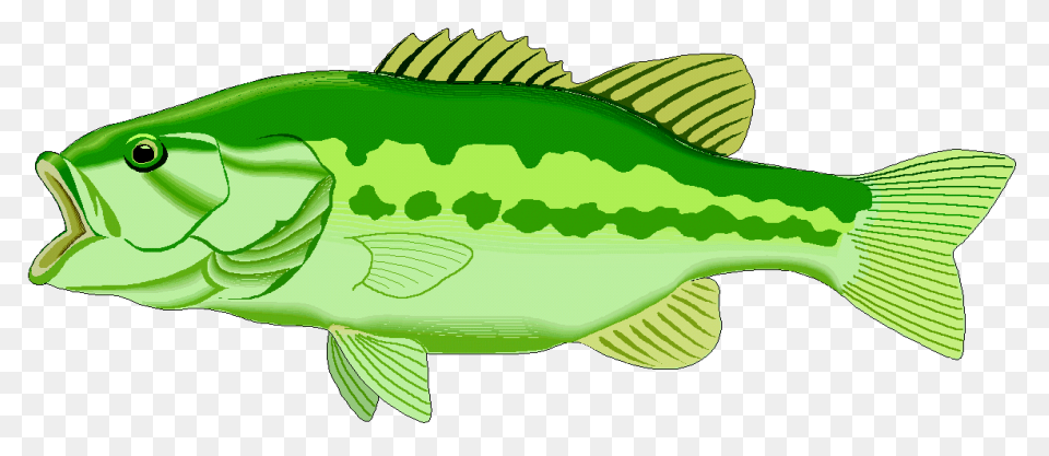 Bass Fish Coloring Pages Fish Bass 