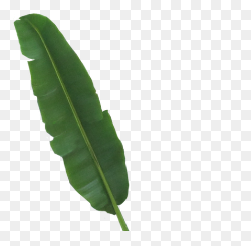 Plate Clipart Banana Leaf - Cartoon