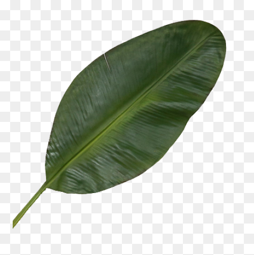 Plate Clipart Banana Leaf - Cartoon