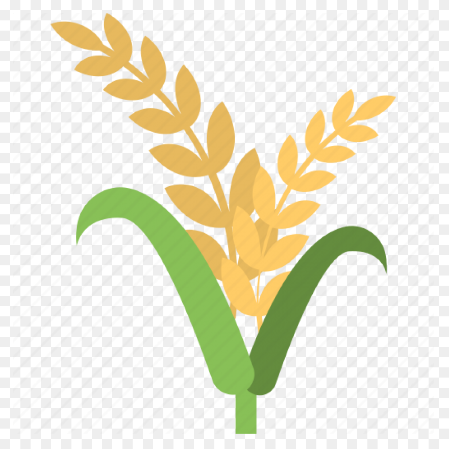 Download Cornfield Drawing Barley F