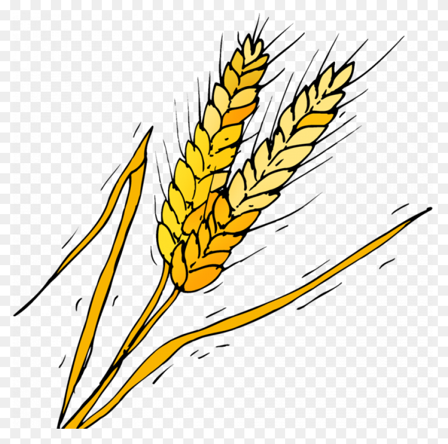 Download Cornfield Drawing Barley F