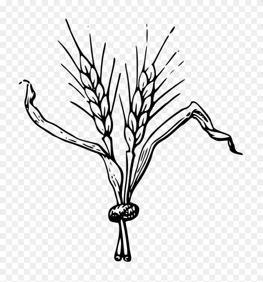 Download Cornfield Drawing Barley F