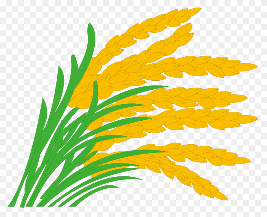 Download Cornfield Drawing Barley Field - Barley