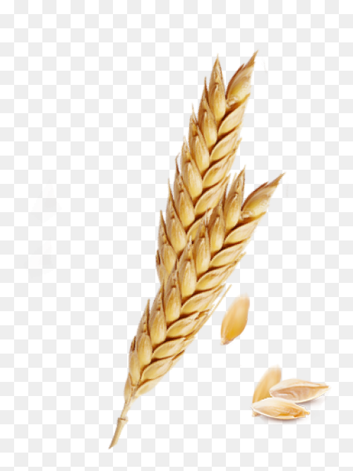 Download Cornfield Drawing Barley F
