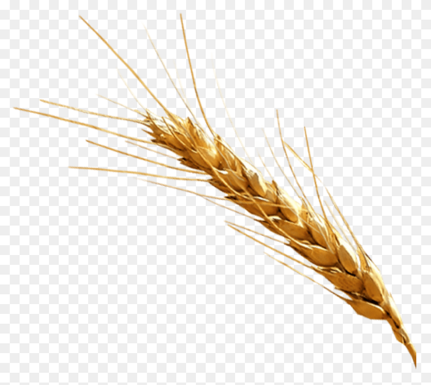 Download Cornfield Drawing Barley F