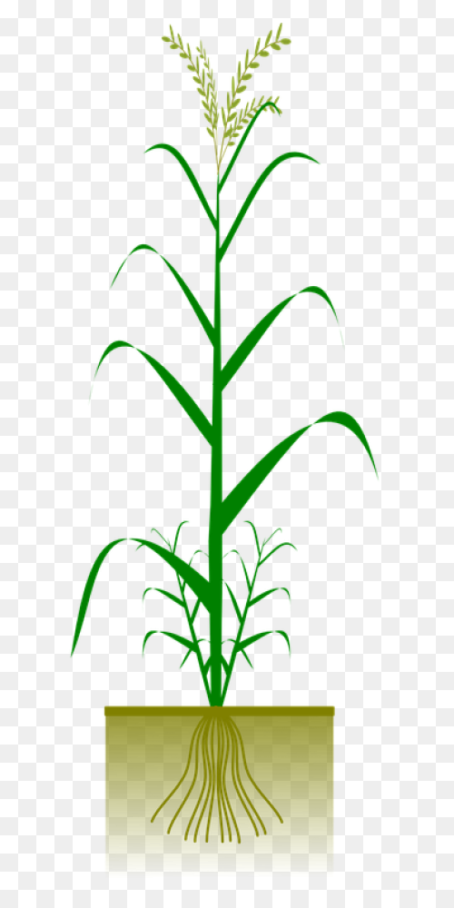 Download Cornfield Drawing Barley F