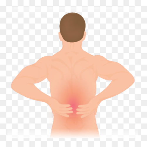 Anatomy, Back, Back Body, Body, Fem