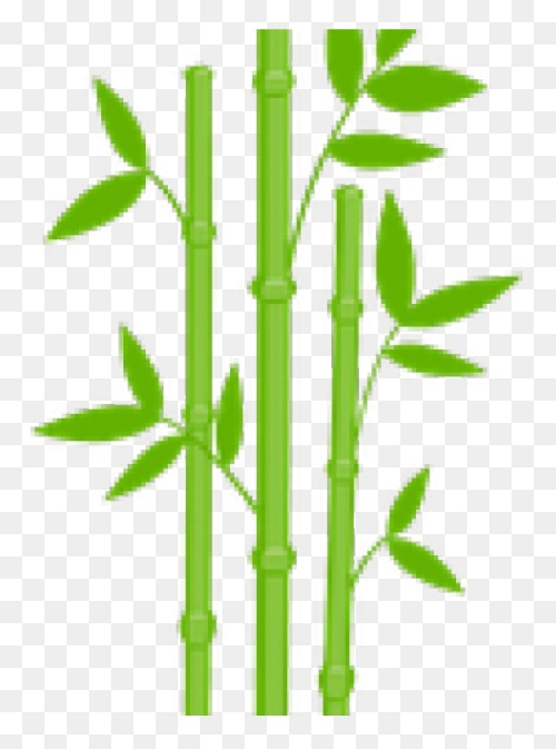 Family Bamboo Plant Stem Grass Fami