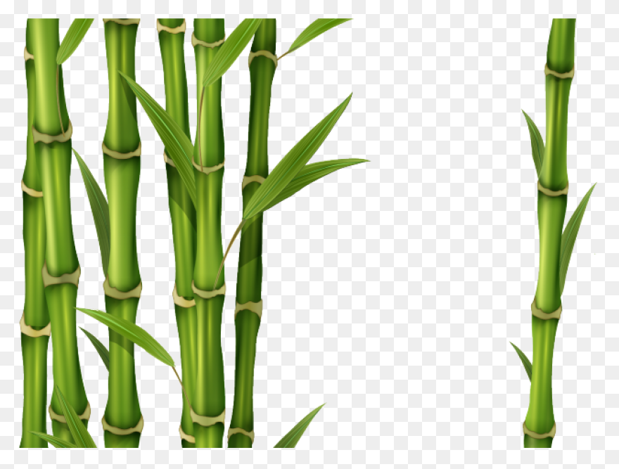 Family Bamboo Plant Stem Grass Fami