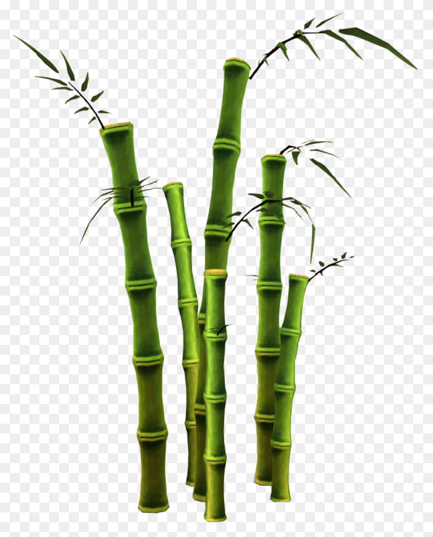 Family Bamboo Plant Stem Grass Fami