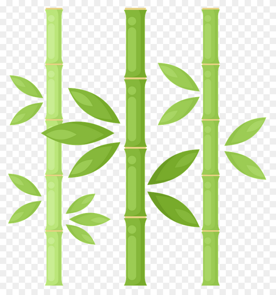 Family Bamboo Plant Stem Grass Fami