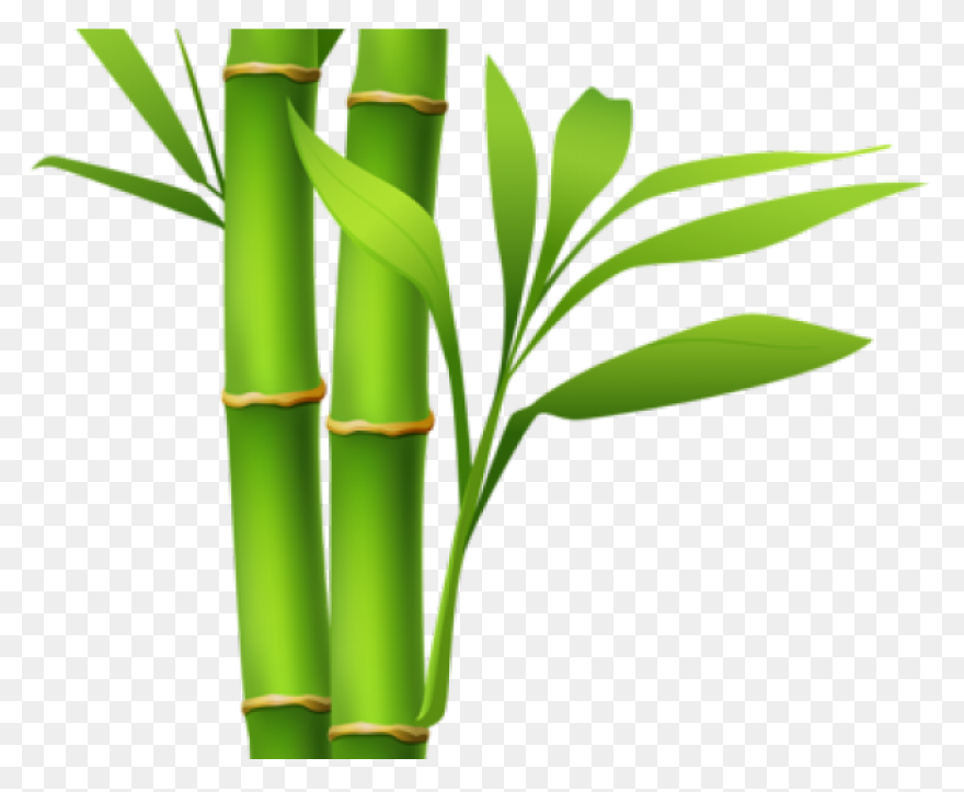 Family Bamboo Plant Stem Grass Fami