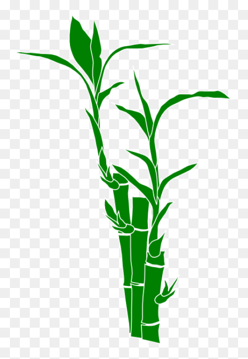 Family Bamboo Plant Stem Grass Fami