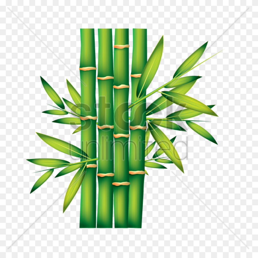 Family Bamboo Plant Stem Grass Fami