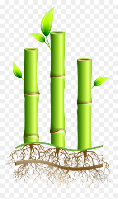 Family Bamboo Plant Stem Grass Fami