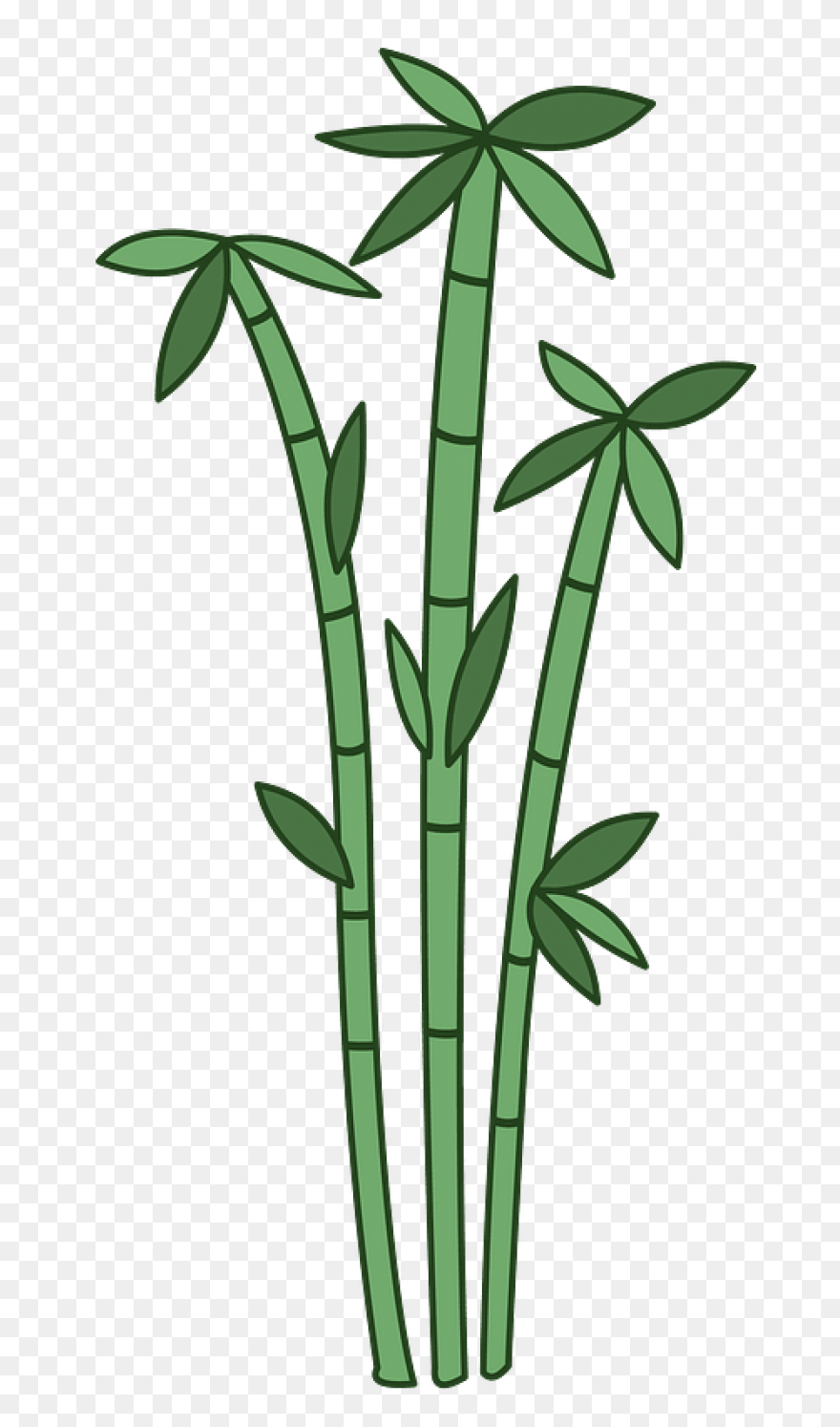 Family Bamboo Plant Stem Grass Fami
