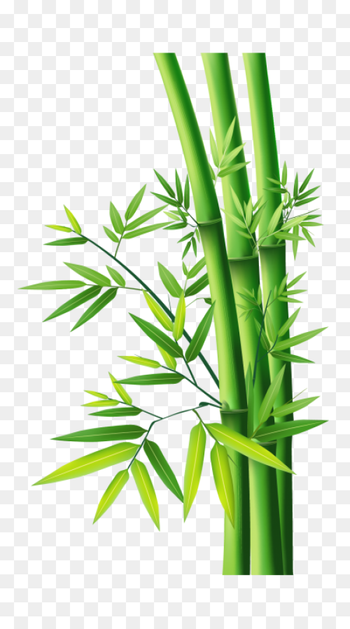 Family Bamboo Plant Stem Grass Fami