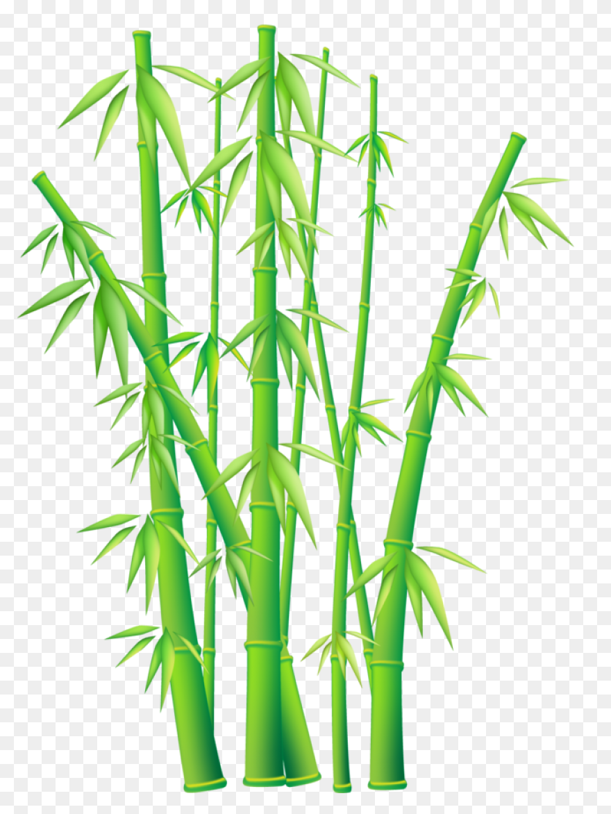 Forgetmenot: Bamboo   - Bamboo