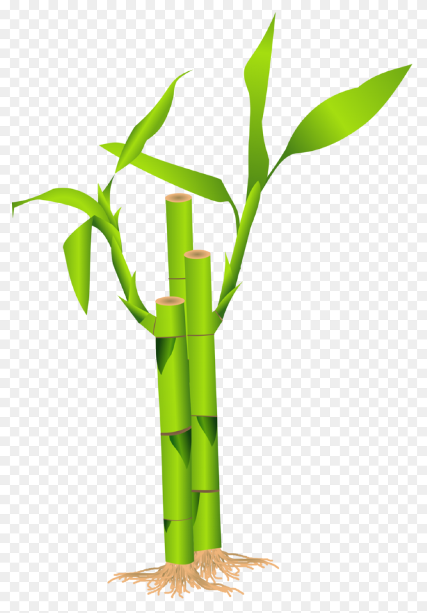 Family Bamboo Plant Stem Grass - Bamboo