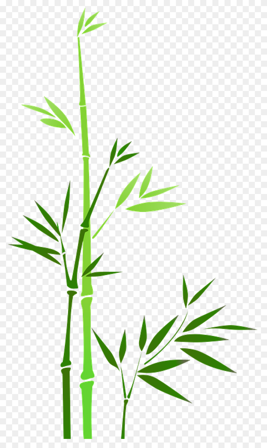 Family Bamboo Plant Stem Grass Fami