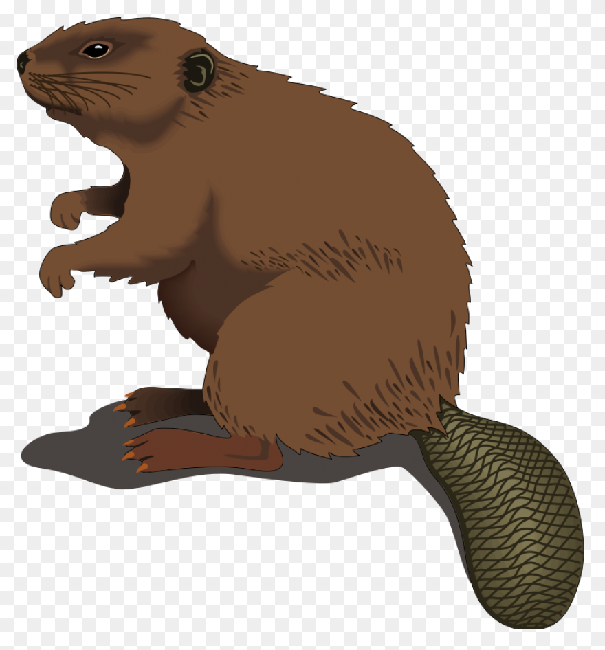 Beaver (#4) - Openclipart