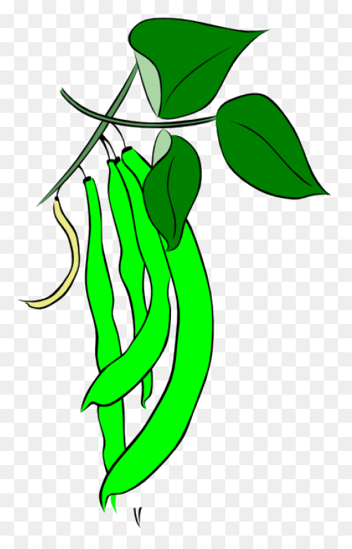 Green Beans Royalty Free Vector Cli