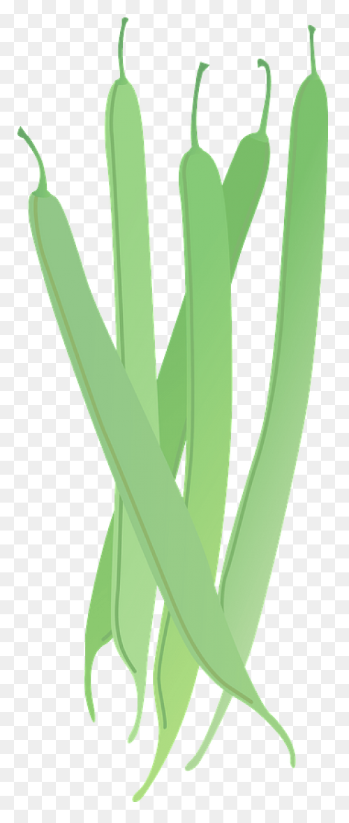 Green Beans Royalty Free Vector Cli