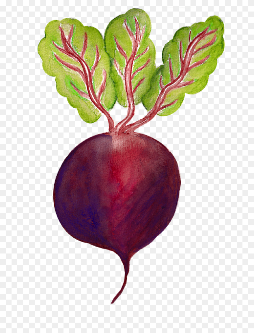 Beet, Beetroot, Beets, Leaves, Suga