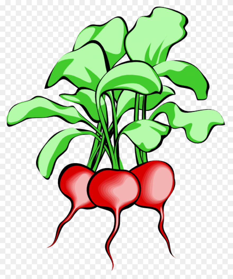 Beet, Beetroot, Beets, Leaves, Suga