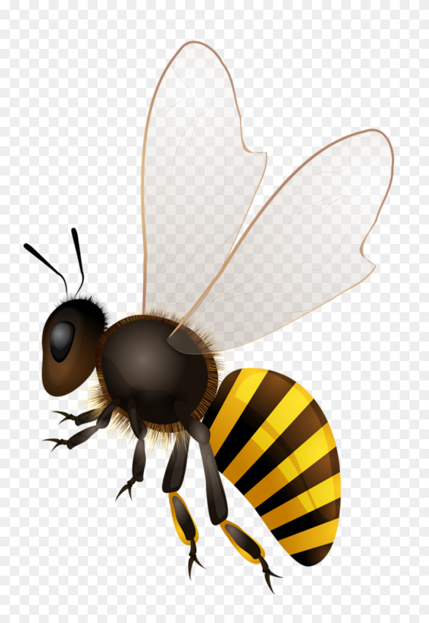 13  Bee Clipart - Preview : Cute Ca