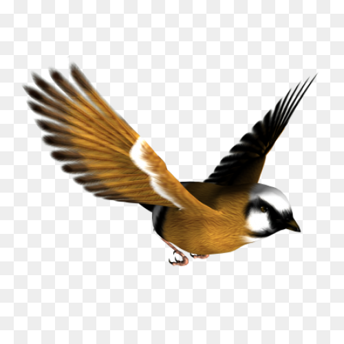 Download Hd Clipart Images Of Birds