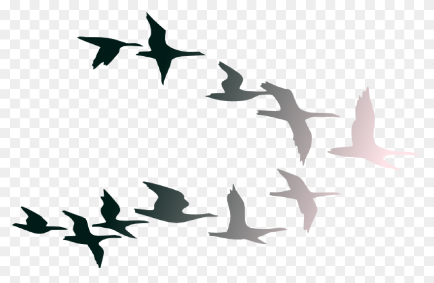 Download Hd Clipart Images Of - Birds Hd