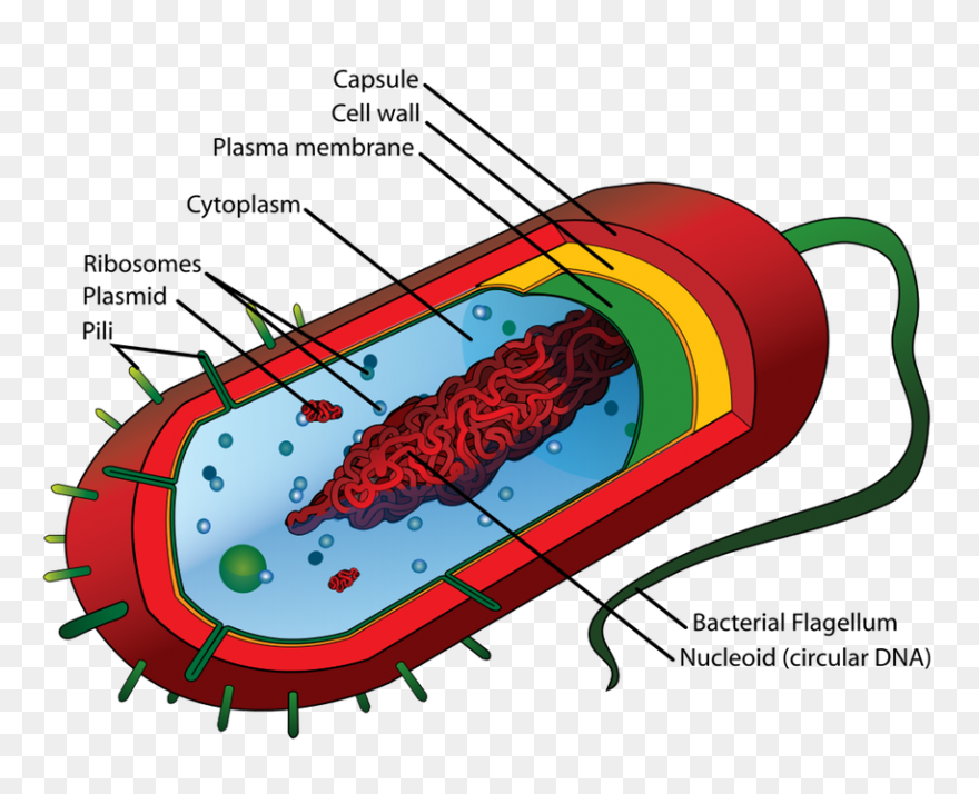 Free Biology Clipart - ClipartFlare