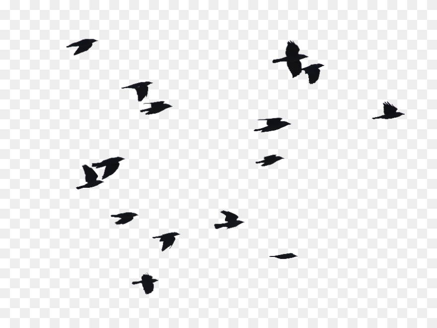 Flying Flock Of Birds Png Image | P