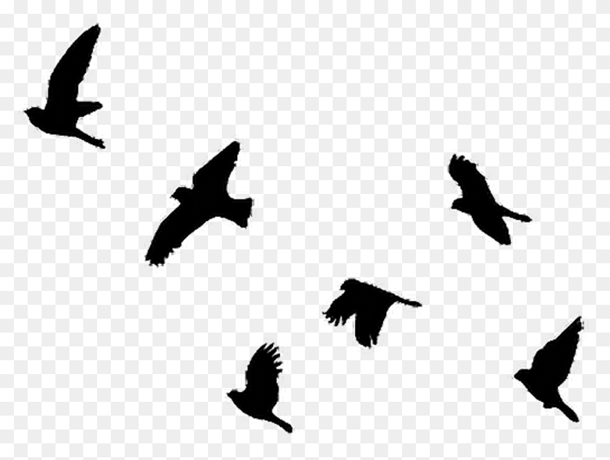 Flying Flock Of Birds Png Image | P
