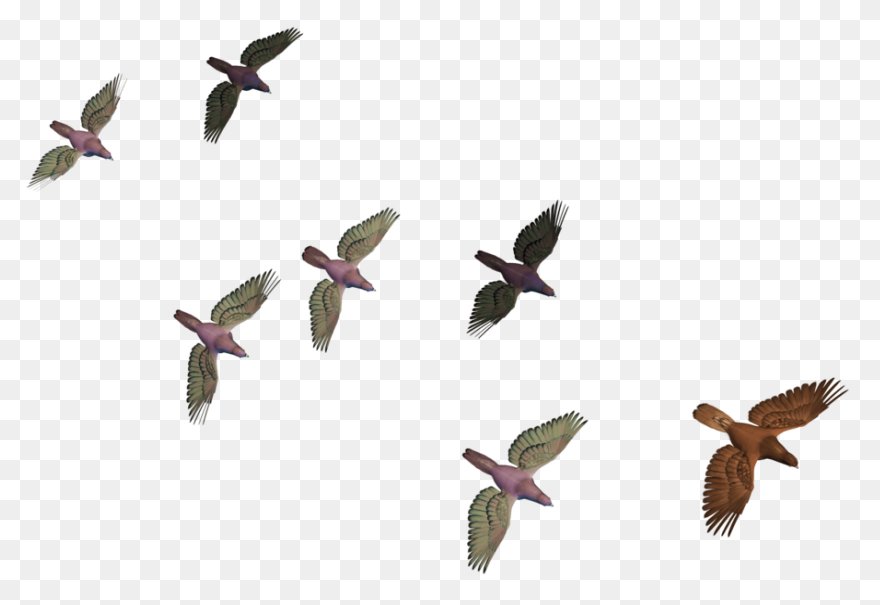 Flying Flock Of Birds Png Image | P
