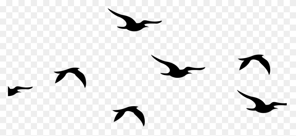 Flying Flock Of Birds Png Image | P