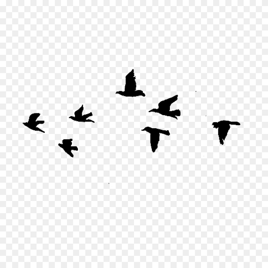 Flying Flock Of Birds Png Image | P
