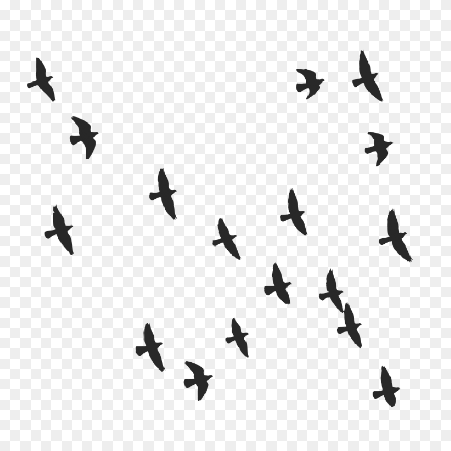 Flying Flock Of Birds Png Image | P