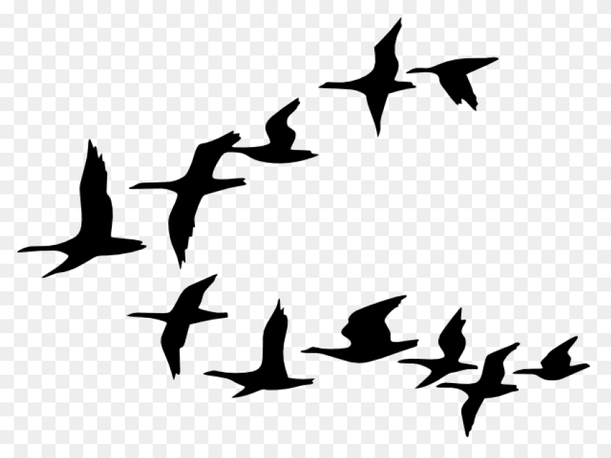 Flying Flock Of Birds Png Image | P