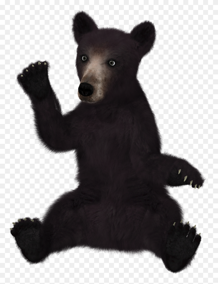 Polar Bear Brown Bear American Blac