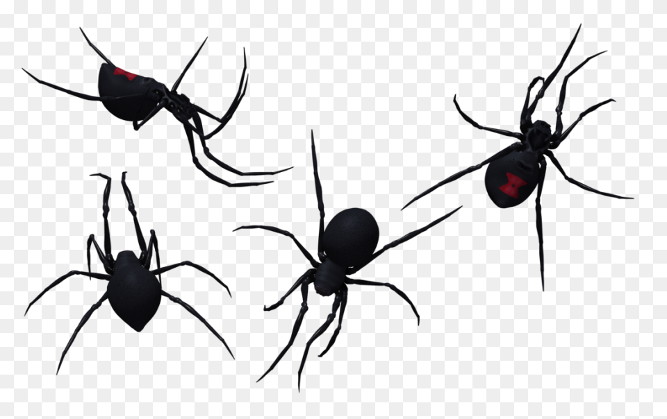 Black Widow Spider - Free Vector Gr