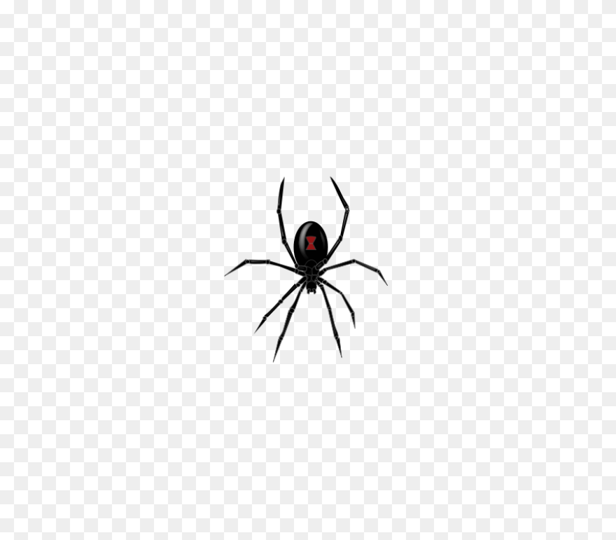 Black Widow Spider - Free Vector Gr