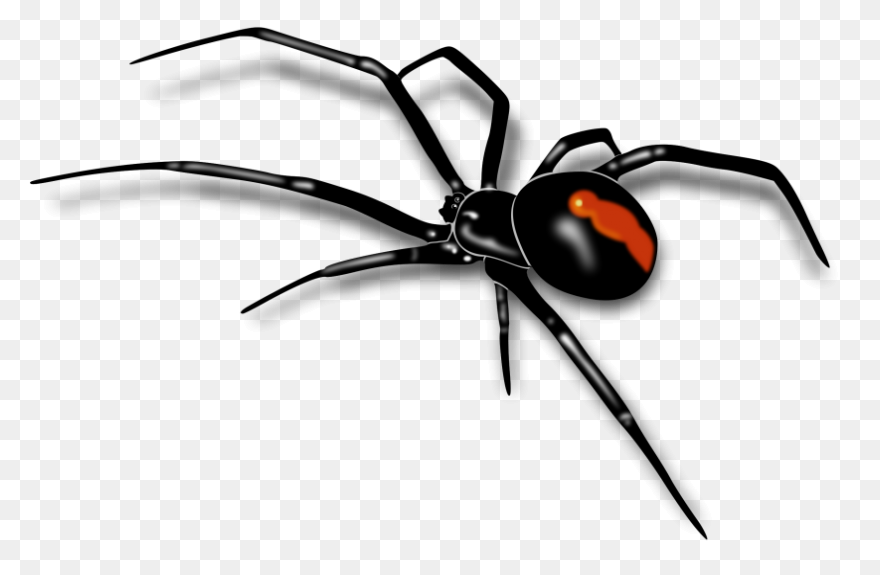 Black Widow Spider - Free Vector Gr