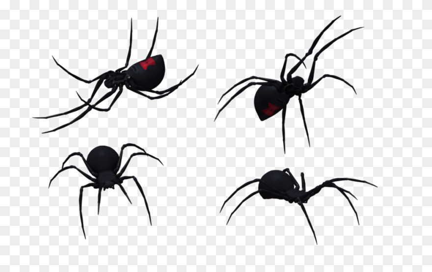 Black Widow Spider - Free Vector Gr