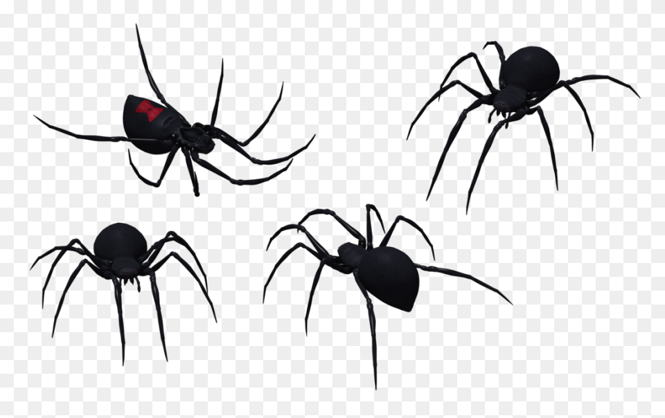 Black Widow Spider - Free Vector Gr