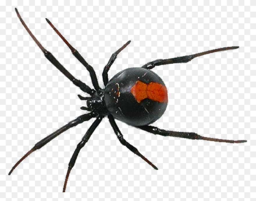 Black Widow Spider - Free Vector Gr