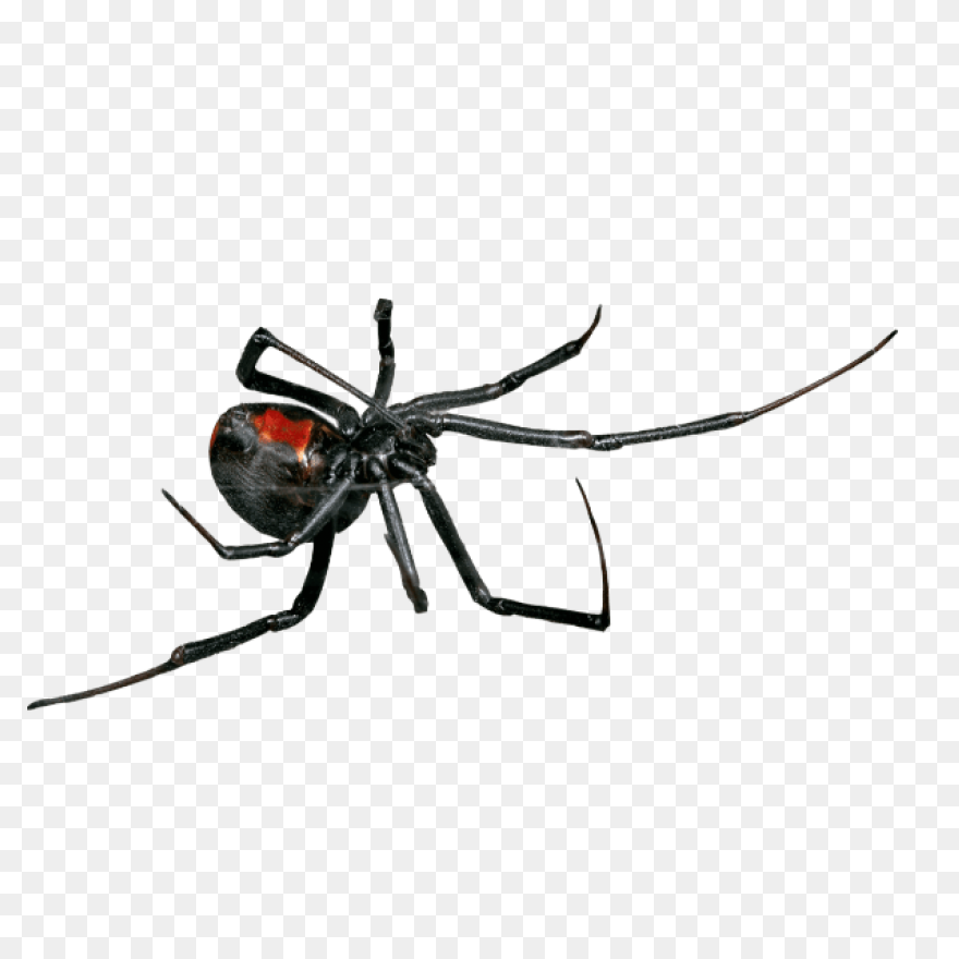 Black Widow Spider - Free Vector Gr